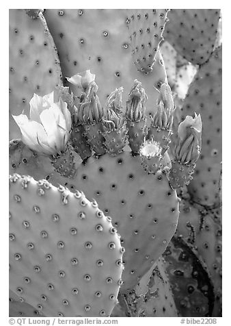 Beavertail cactus in bloom. Big Bend National Park (black and white)