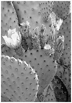 Beavertail cactus in bloom. Big Bend National Park ( black and white)