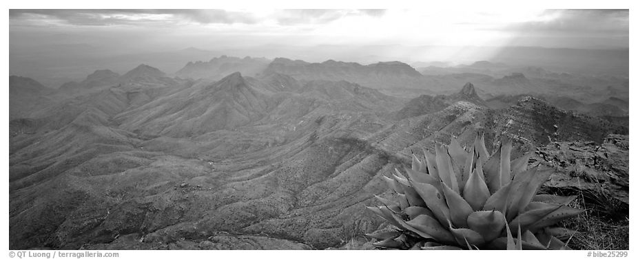 Century plant and desert mountains from South Rim. Big Bend National Park (black and white)