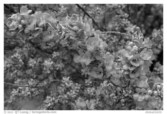 Siverleaf flowers close-up. Big Bend National Park (black and white)