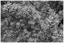 Siverleaf flowers close-up. Big Bend National Park ( black and white)