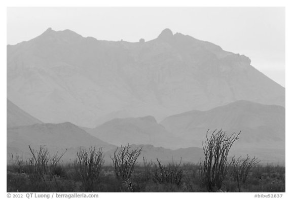 Ocotillo and Chisos Mountains. Big Bend National Park (black and white)