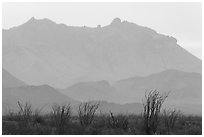 Ocotillo and Chisos Mountains. Big Bend National Park ( black and white)