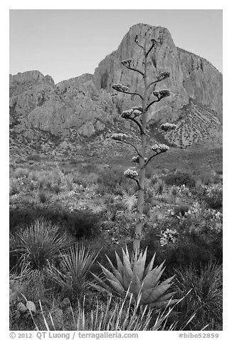 Agave with inflorescence, and peak at sunrise. Big Bend National Park (black and white)
