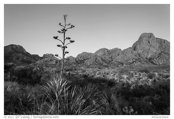Century plant and bloom and Chisos Mountains at sunrise. Big Bend National Park (black and white)