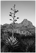 Flowering Tall stem of agave and Chisos Mountains. Big Bend National Park ( black and white)