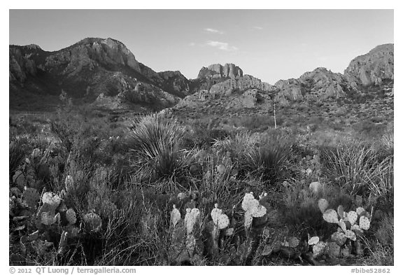 Cacti and Chisos Mountains at sunrise. Big Bend National Park, Texas, USA.