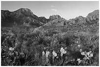 Cacti and Chisos Mountains at sunrise. Big Bend National Park ( black and white)