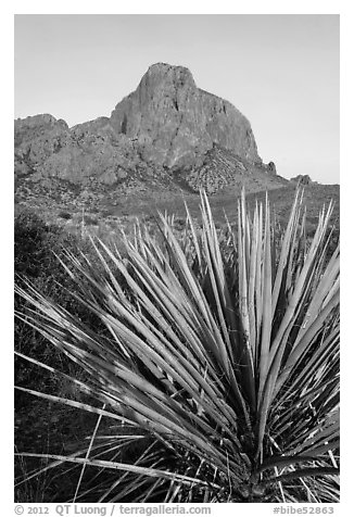 Sotol rosette and Chisos Mountains. Big Bend National Park (black and white)