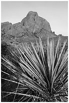 Sotol rosette and Chisos Mountains. Big Bend National Park, Texas, USA. (black and white)