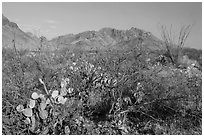 Desert vegetation and Chisos Mountains. Big Bend National Park, Texas, USA. (black and white)