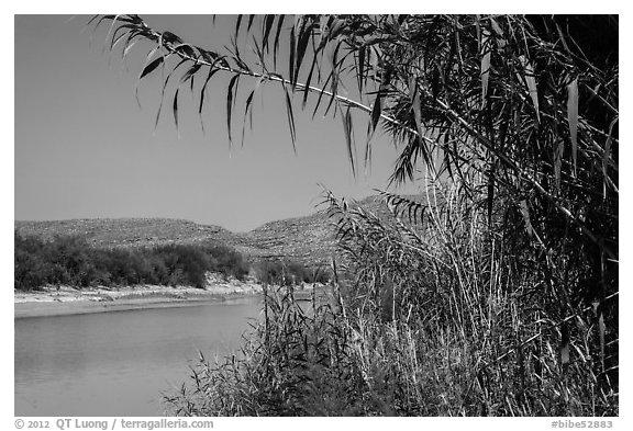 Vegetation on banks of Rio Grande River. Big Bend National Park (black and white)