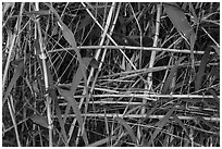 Bamboo close-up. Big Bend National Park, Texas, USA. (black and white)