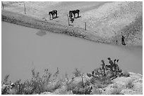 Cactus and horses from above. Big Bend National Park, Texas, USA. (black and white)