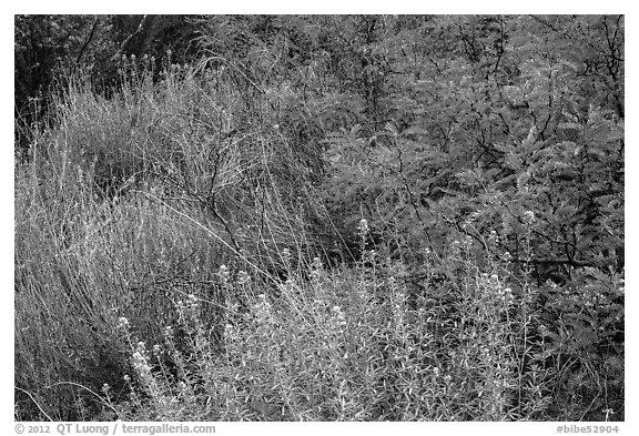Riparian habitat close-up, Dugout Wells. Big Bend National Park (black and white)