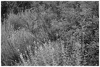 Riparian habitat close-up, Dugout Wells. Big Bend National Park ( black and white)