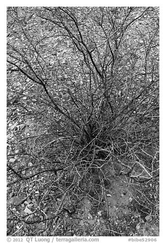 Creosote bush, most drought tolerant perennial in North America. Big Bend National Park (black and white)