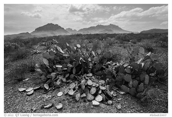 Desicatted cacti during desert drought. Big Bend National Park (black and white)