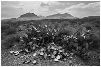 Desicatted cacti during desert drought. Big Bend National Park ( black and white)