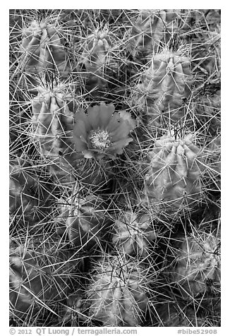 Close-up of pink cactus flower. Big Bend National Park (black and white)
