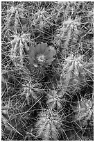 Close-up of pink cactus flower. Big Bend National Park, Texas, USA. (black and white)