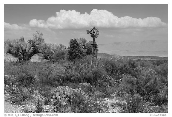 Windmill and oasis, Dugout Wells. Big Bend National Park (black and white)