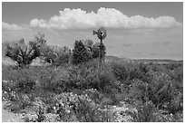 Windmill and oasis, Dugout Wells. Big Bend National Park ( black and white)