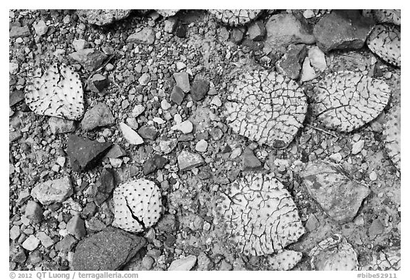 Desicatted cactus leaves on desert floor. Big Bend National Park (black and white)