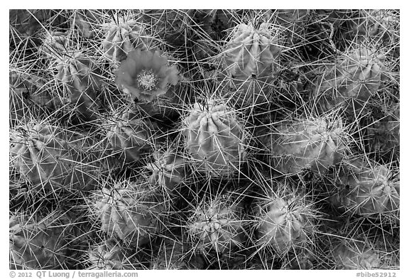 Single bloom on cactus. Big Bend National Park (black and white)
