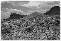 Desicatted desert plants. Big Bend National Park ( black and white)