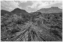 Chihuahuan desert in drought. Big Bend National Park ( black and white)