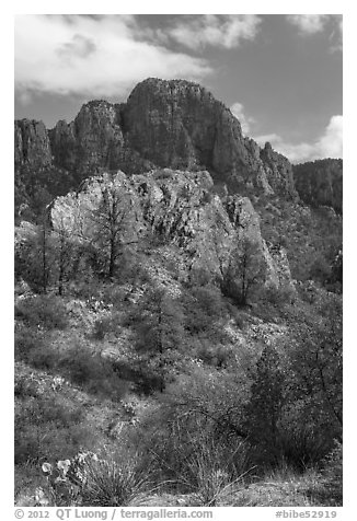 Pine trees, Chisos Mountains. Big Bend National Park (black and white)
