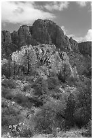 Pine trees, Chisos Mountains. Big Bend National Park ( black and white)