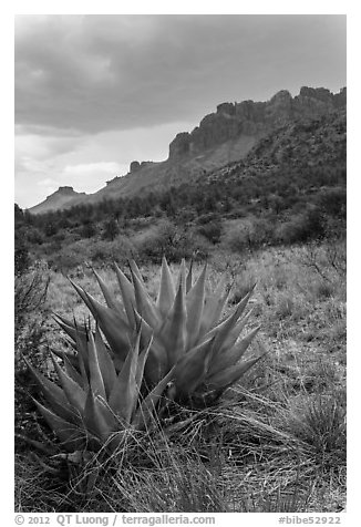 Agave, approaching storm, Chisos Mountains. Big Bend National Park, Texas, USA.