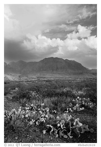Cactus, Chisos Mountains, and clearing storm. Big Bend National Park (black and white)