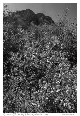 Siverleaf with purple flowers. Big Bend National Park (black and white)