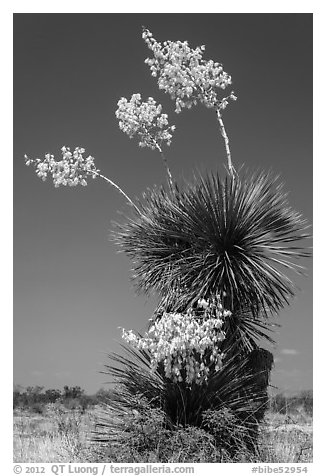 Yucca in bloom. Big Bend National Park (black and white)