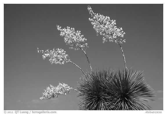 Cluster of yucca blooms. Big Bend National Park, Texas, USA.
