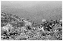 Limestone hills with yuccas, sunset. Carlsbad Caverns National Park, New Mexico, USA. (black and white)