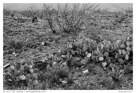 Wildflowers and cactus. Carlsbad Caverns National Park (black and white)
