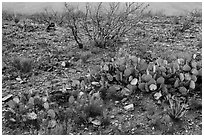 Wildflowers and cactus. Carlsbad Caverns National Park, New Mexico, USA. (black and white)