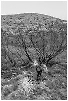 Burned yuccas and trees. Carlsbad Caverns National Park, New Mexico, USA. (black and white)