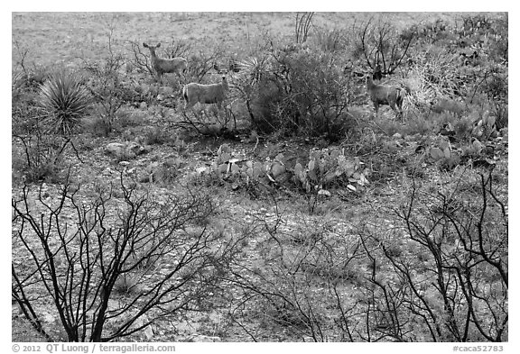 Deer in desert landscape. Carlsbad Caverns National Park, New Mexico, USA.
