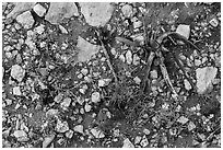 Close-up of flowers and burned desert plants. Carlsbad Caverns National Park, New Mexico, USA. (black and white)