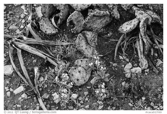 Close-up of flowers and burned cactus. Carlsbad Caverns National Park (black and white)