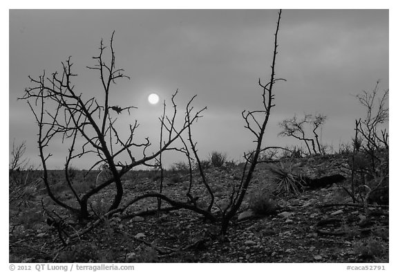 Sun through wildfire smoke and burned shrubs. Carlsbad Caverns National Park (black and white)