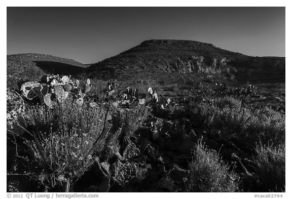Flowers and cactus in Walnut Canyon. Carlsbad Caverns National Park (black and white)