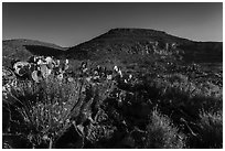 Flowers and cactus in Walnut Canyon. Carlsbad Caverns National Park ( black and white)