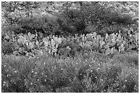 Wildflowers, prickly pear cactus, and rock wall. Carlsbad Caverns National Park ( black and white)