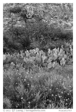 Wildflowers, cactus, shrubs, and rock. Carlsbad Caverns National Park (black and white)